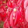 Euonymus Grandiflorus Red Wine - Fusain -Fruitiers Magasin Euonymus grandiflorus Red Wine 85244 1