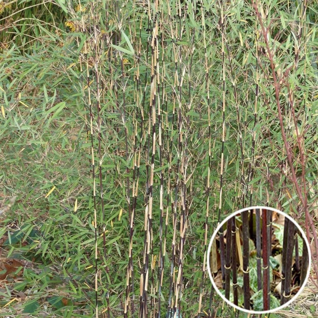 Fargesia Sp Jiuzhaigou Deep Purple - Bambou Non Traçant. 3 Fargesia Sp Jiuzhaigou Deep Purple - Bambou Non Traçant.