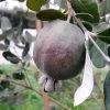 Feijoa Ou Acca Sellowiana Apollo - Goyavier Du Brésil -Fruitiers Magasin Feijoa ou Acca sellowiana Apollo Goyavier du Bresil IF 180081 1