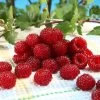 Framboisier Raspbeary (remontant) - Rubus Idaeus -Fruitiers Magasin Framboisier Raspbeary remontant Rubus idaeus IF 1794111 1