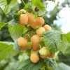 Framboisier Nain Remontant Goodasgold - Rubus Idaeus 1 Framboisier Nain Remontant Goodasgold - Rubus Idaeus -Fruitiers Magasin Framboisier nain remontant Goodasgold Rubus idaeus copyright 182731 1