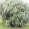 Garrya Elliptica James Roof -Fruitiers Magasin Garrya elliptica James Roof 84082 1