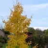 Ginkgo Biloba Fastigiata Gold Flame - Arbre Aux Quarante écus -Fruitiers Magasin Ginkgo Biloba fastigiata Gold Flame LD 16550 1