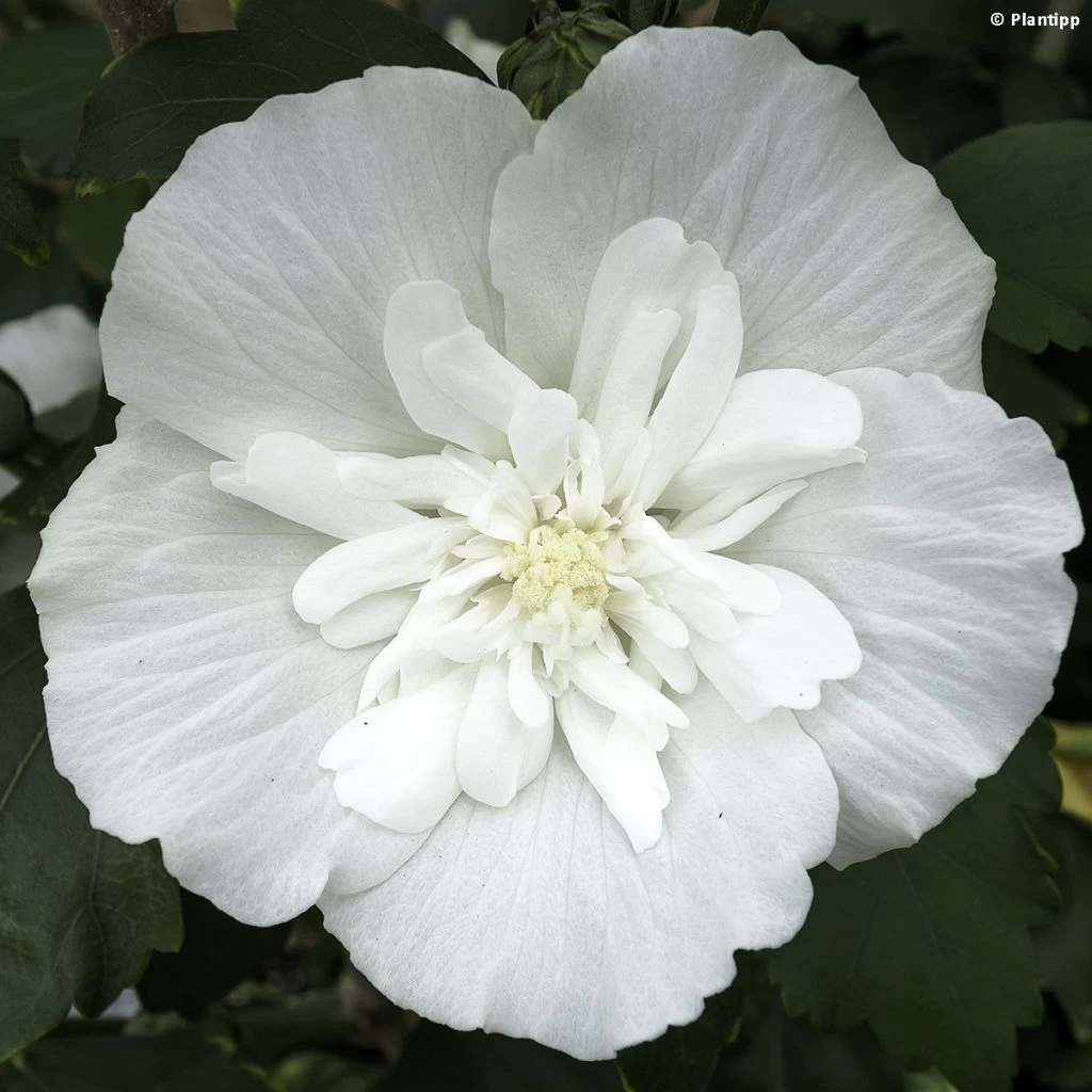 Hibiscus Syriacus White Chiffon - Althéa Blanc Double 3 Hibiscus Syriacus White Chiffon - Althéa Blanc Double