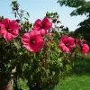 Hibiscus Moscheutos PLANET Griotte - Hibiscus Des Marais 2 Hibiscus Moscheutos PLANET Griotte - Hibiscus Des Marais -Fruitiers Magasin Hibiscus moscheutos PLANET Griotte TANGRI 82331 1