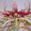Amaryllis Chico 1 Amaryllis Chico -Fruitiers Magasin Hippeastrum chico ld ukhviid 56969 1