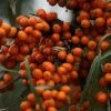 Hippophae Rhamnoides Friesdorfer Orange - Argousier -Fruitiers Magasin Hippophae rhamnoides Friesdorfer Orange 82925 1