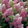 Hydrangea Paniculata Vanille Fraise - Hortensia Paniculé -Fruitiers Magasin Hortensia Vanille Fraise Pot de C10L 82017 1