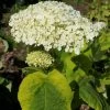Hortensia Arborescens Golden Annabelle -Fruitiers Magasin Hydrangea arborescens Golden Annabelle 86250 1