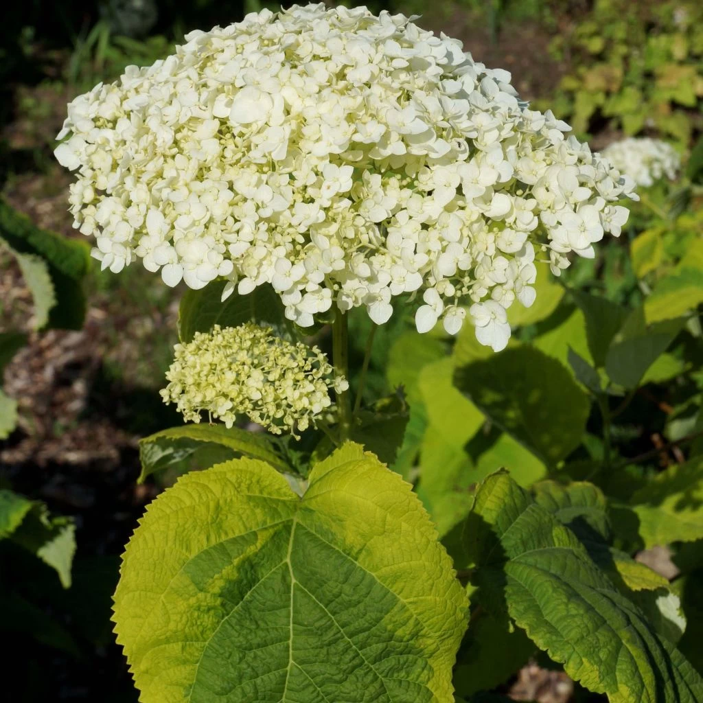 Hortensia Arborescens Golden Annabelle 3 Hortensia Arborescens Golden Annabelle