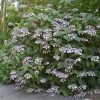 Hortensia - Hydrangea Aspera Bellevue 2 Hortensia - Hydrangea Aspera Bellevue -Fruitiers Magasin Hydrangea aspera Bellevue 82657 1