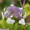 Hortensia - Hydrangea Aspera Goldrush -Fruitiers Magasin Hydrangea aspera sarg Goldrush 85794 1