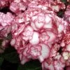 Hortensia - Hydrangea Macrophylla Miss Saori -Fruitiers Magasin Hydrangea macrophilla Miss Saori 78218 1
