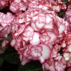 Hortensia - Hydrangea Macrophylla Miss Saori