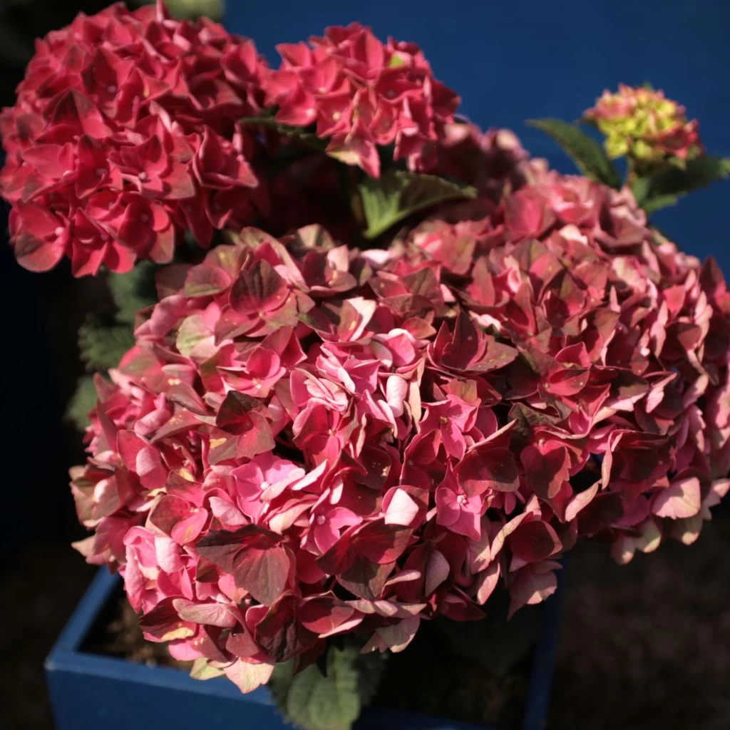 Hortensia - Hydrangea Macrophylla Magical Crimson 3 Hortensia - Hydrangea Macrophylla Magical Crimson