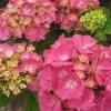 Hortensia - Hydrangea Macrophylla Rosita 1 Hortensia - Hydrangea Macrophylla Rosita -Fruitiers Magasin Hydrangea macrophylla Rosita 82568 1