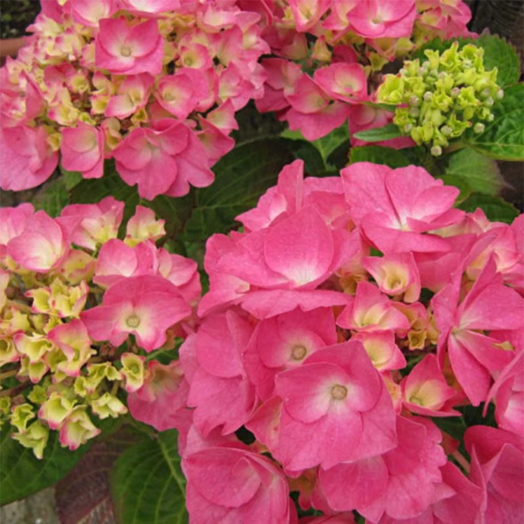 Hortensia - Hydrangea Macrophylla Rosita 3 Hortensia - Hydrangea Macrophylla Rosita