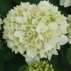 Hortensia - Hydrangea Macrophylla Sœur Thérèse -Fruitiers Magasin Hydrangea macrophylla Soeur Therese 82569 1