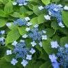 Hortensia Serrata Annie's Blue 1 Hortensia Serrata Annie's Blue -Fruitiers Magasin Hydrangea serrata Annie s Blue copyright 87391 1