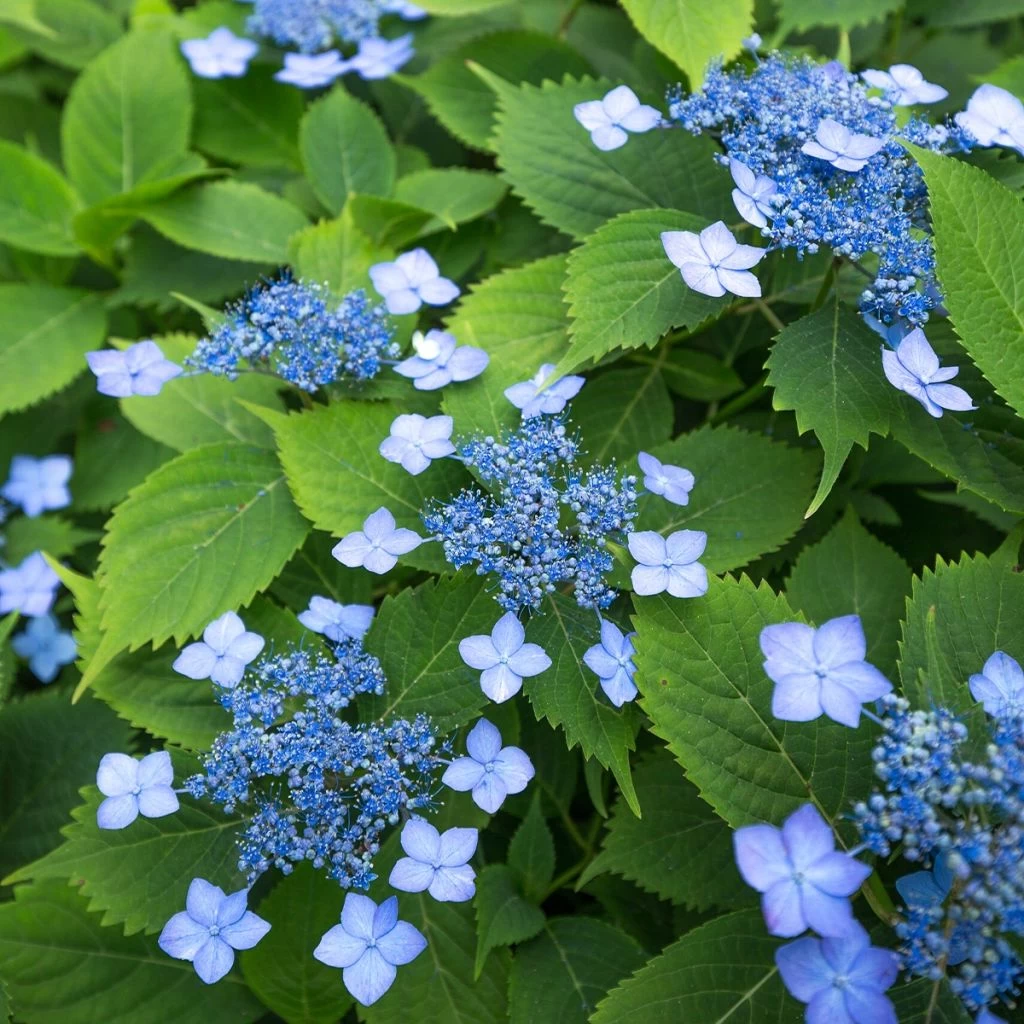 Hortensia Serrata Annie's Blue 3 Hortensia Serrata Annie's Blue