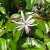 Jasminum Nitidum - Jasmin 1 Jasminum Nitidum - Jasmin -Fruitiers Magasin Jasminum nitidum 89985 1