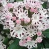 Kalmia Latifolia Windrose - Laurier Des Montagnes Blanc Et Brun Pourpré -Fruitiers Magasin Kalmia latifolia Windrose 781991 1
