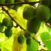 Kiwi Arguta Bayern (femelle) - Kiwaï -Fruitiers Magasin Kiwi arguta Bayern femelle 78132 1