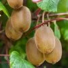 Kiwi Autofertile Boskoop - Actinidia Deliciosa 1 Kiwi Autofertile Boskoop - Actinidia Deliciosa -Fruitiers Magasin Kiwi autofertile Boskoop Actinidia deliciosa copyright 1003541 1