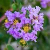 Lagerstroemia Indica Cordon Bleu - Lilas Des Indes Bleu Lavande 2 Lagerstroemia Indica Cordon Bleu - Lilas Des Indes Bleu Lavande -Fruitiers Magasin Lagerstroemia indica Cordon bleu copyright 78173611 1