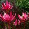 Leucadendron Fireglow -Fruitiers Magasin Leucadendron Fireglow 83362 1