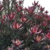 Leucadendron Safari Sunset 1 Leucadendron Safari Sunset -Fruitiers Magasin Leucadendron Safari Sunset 83363 1