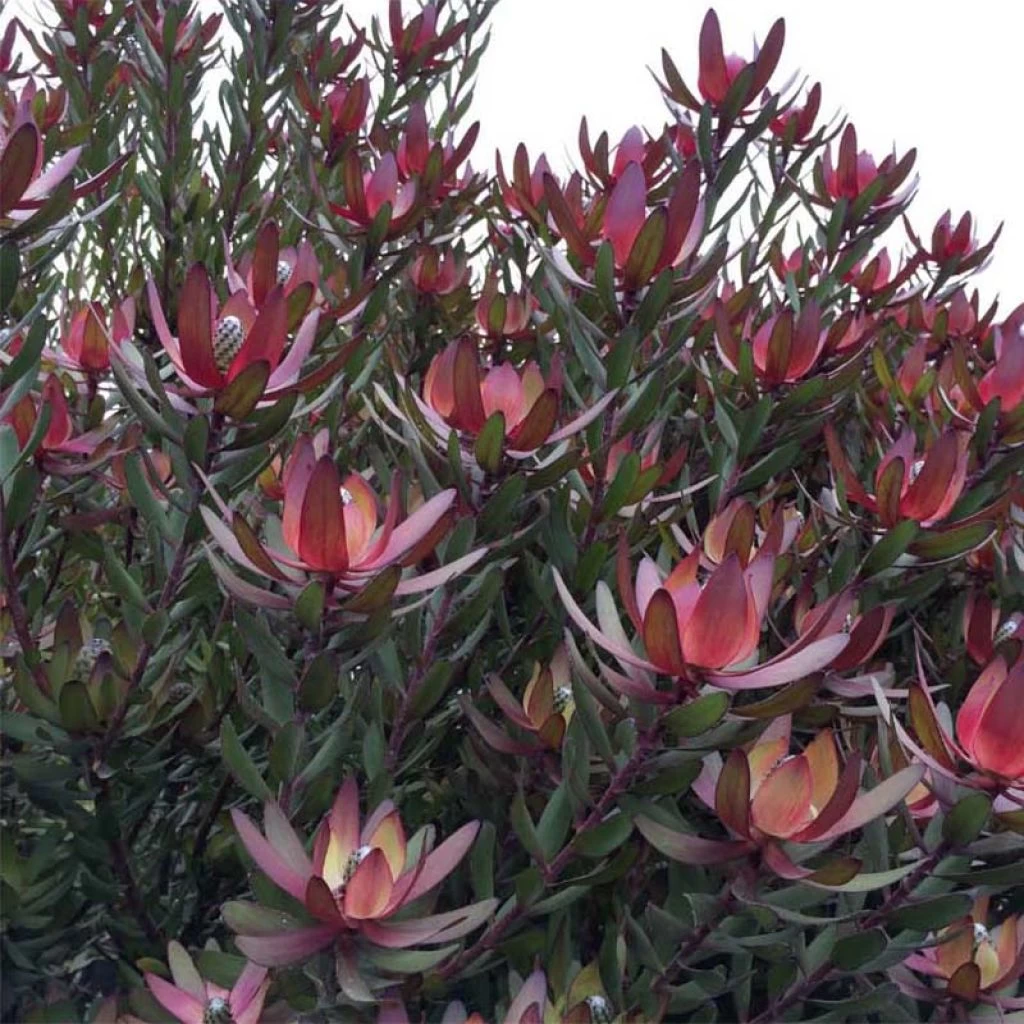 Leucadendron Safari Sunset 3 Leucadendron Safari Sunset
