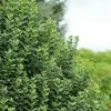 Ligustrum Vulgare Straight Talk - Troène Commun -Fruitiers Magasin Ligustrum vulgare straight Talk V 89533 1