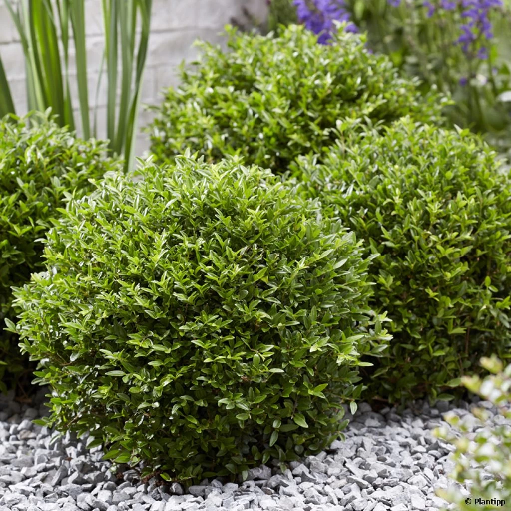Lonicera Nitida Garden Clouds Green Breeze - Chèvrefeuille Arbustif 3 Lonicera Nitida Garden Clouds Green Breeze - Chèvrefeuille Arbustif