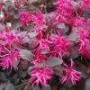 Loropetalum Chinense Plum Gorgeous -Fruitiers Magasin Loropetalum chinense Plum Gorgeous IF 17198 1