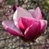 Magnolia March Till Frost 2 Magnolia March Till Frost -Fruitiers Magasin Magnolia March Till Frost copyright 1002691 1