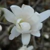 Magnolia Denudata Double Diamond - Magnolia Yulan 1 Magnolia Denudata Double Diamond - Magnolia Yulan -Fruitiers Magasin Magnolia denudata Double Diamond 781969 1