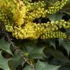 Mahonia (x) Wagneri Fireflame 1 Mahonia (x) Wagneri Fireflame -Fruitiers Magasin Mahonia x wagneri Fireflame copyright 17030 1 1