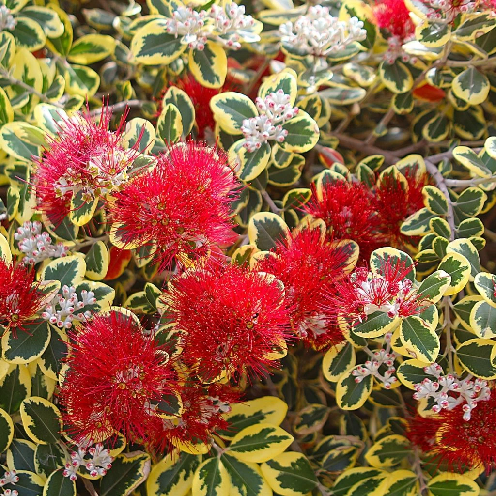 Metrosideros Kermadecensis Sunninghill 3 Metrosideros Kermadecensis Sunninghill