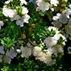 Myrtus Communis Tarentina - Myrte Commun -Fruitiers Magasin Myrtus communis subsp Tarentina 82213 1