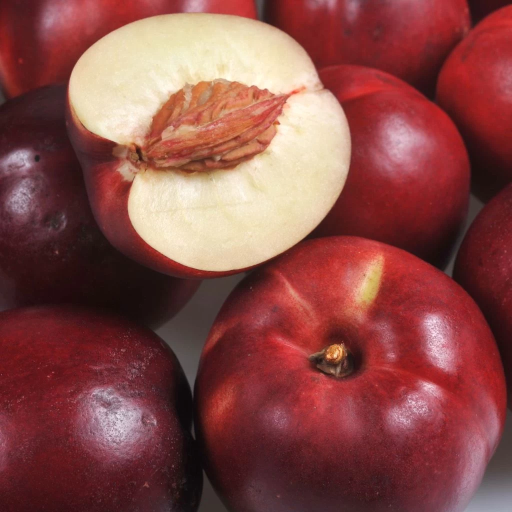 Nectarinier Olympio - Georges Delbard 3 Nectarinier Olympio - Georges Delbard