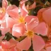 Laurier Rose - Nerium Oleander Saumon 1 Laurier Rose - Nerium Oleander Saumon -Fruitiers Magasin Nerium oleander Saumon 83391 1
