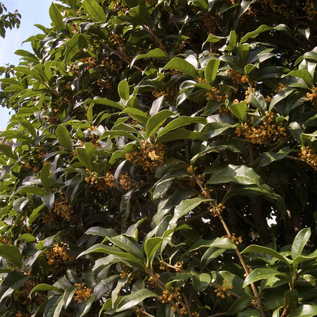 Osmanthus Fragrans Aurantiacus - Osmanthe Parfumé 3 Osmanthus Fragrans Aurantiacus - Osmanthe Parfumé
