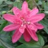 Passiflore Insignis Pink Passion - Fleur De La Passion -Fruitiers Magasin Passiflore insignis Pink Passion 681331 1