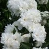 Seringat - Philadelphus Frosty Morn 2 Seringat - Philadelphus Frosty Morn -Fruitiers Magasin Philadelphus Frosty Morn 84189 1