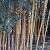 Phyllostachys Viridis Sulphurea - Bambou