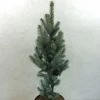 Epicea Bleu - Picea Pungens Iseli Fastigiate -Fruitiers Magasin Picea pungens Iseli Fastigiate 0711002 1