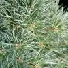 Pin Sylvestre Nain - Pinus Sylvestris Chantry Blue