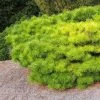 Pinus Densiflora Jane Kluis - Pin Rouge Du Japon -Fruitiers Magasin Pinus densiflora Jane Kluis 0723002 1