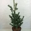 Pinus Parviflora Azumi Goye - Pin Blanc Du Japon -Fruitiers Magasin Pinus parviflora Azumi Goye 736002 1
